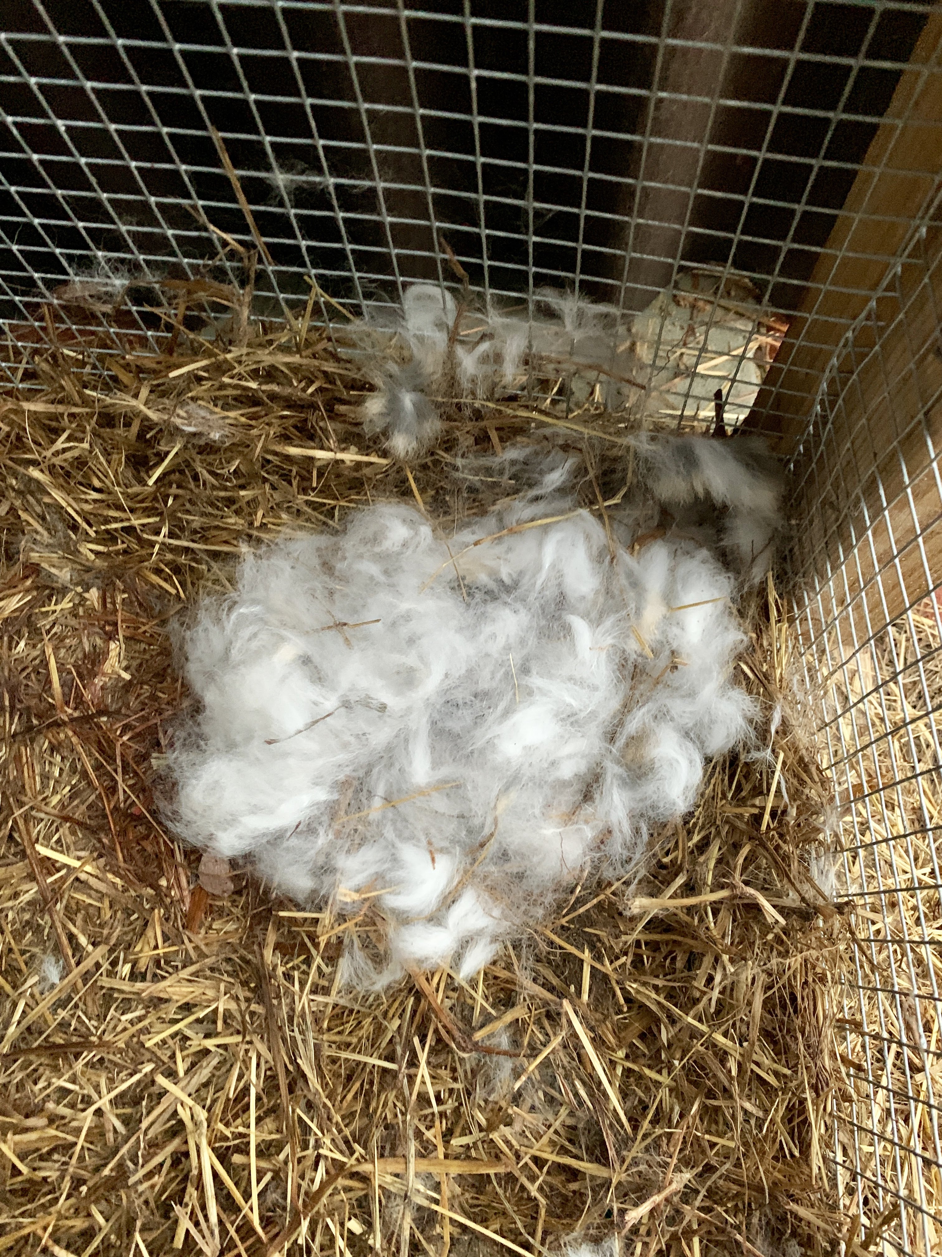 nest